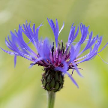 Centaurea triumfettii ssp. cana - Centaurie