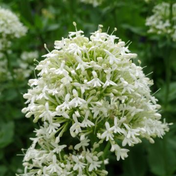 Centranthus ruber Albus - Witte valeriaan