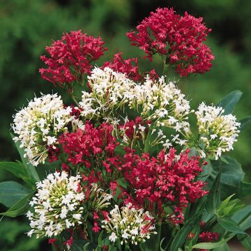 Rode valeriaan (zaad) - Centranthus ruber