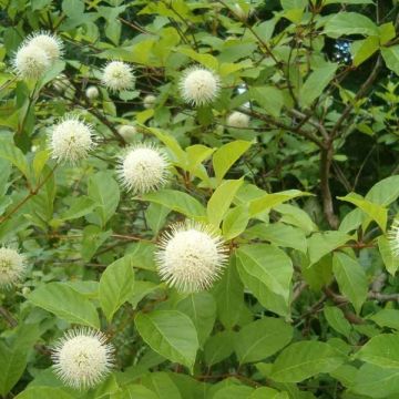 Cephalanthus occidentalis - Kogelbloem