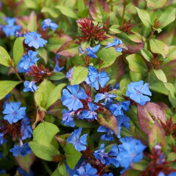 Ceratostigma plumbaginoides - Loodkruid
