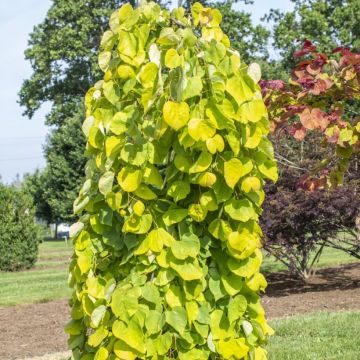 Cercis canadensis Golden Falls - Amerikaanse Judasboom