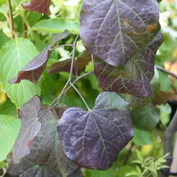 Cercis canadensis Ruby Falls - Amerikaanse Judasboom