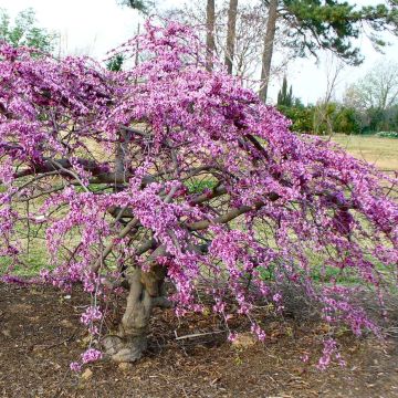 Cercis canadensis Traveller - Amerikaanse Judasboom