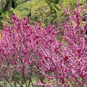 Cercis chinensis Avondale - Chinese judasboom