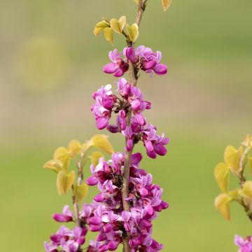 Cercis siliquastrum - Judasboom