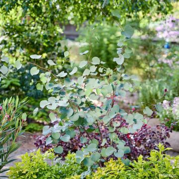 Cercis griffithii Blue Lagoon - Judasboom