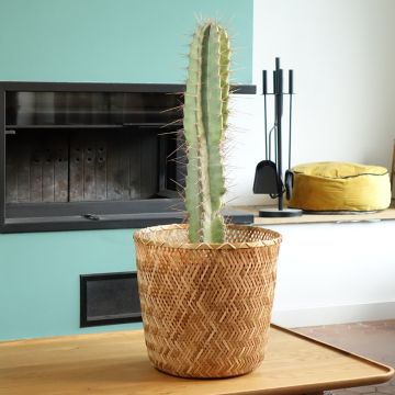 Cereus peruvianus - Zuilcactus