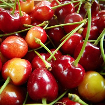 Zoete kers Duivenhart