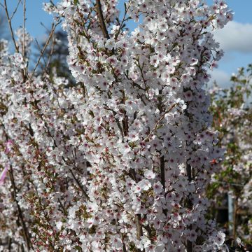 Prunus Royal Flame - Japanse sierkers