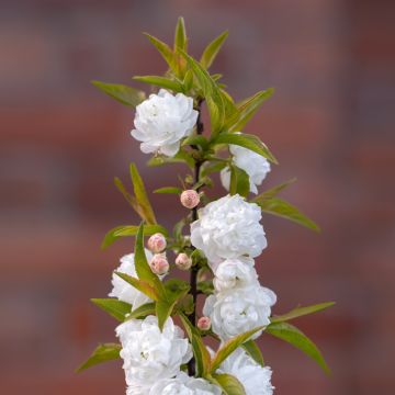 Prunus glandulosa Alba Plena - Witte amandel