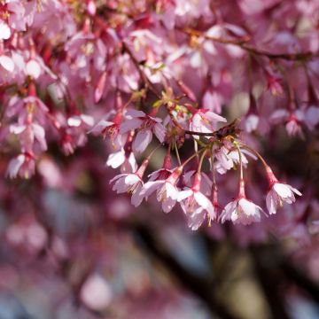 Prunus incisa Paean - Fuji-kers