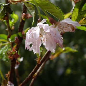 Prunus incisa Oshidori - Fuji-kers