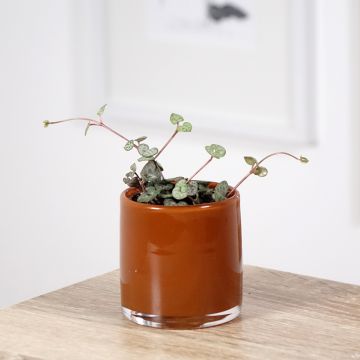 Ceropegia woodii - Chinees lantaarnplantje