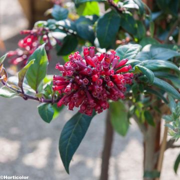 Cestrum purpureum - Rode regen
