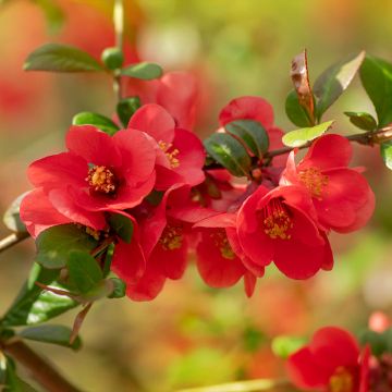 Chaenomeles japonica - Dwergkwee