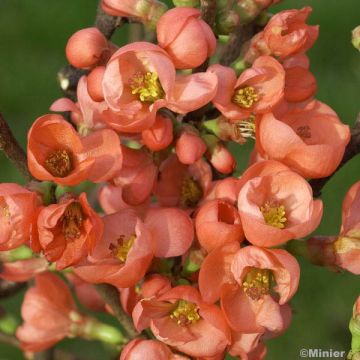 Chaenomeles speciosa Friesdorfer - Chinese sierkwee