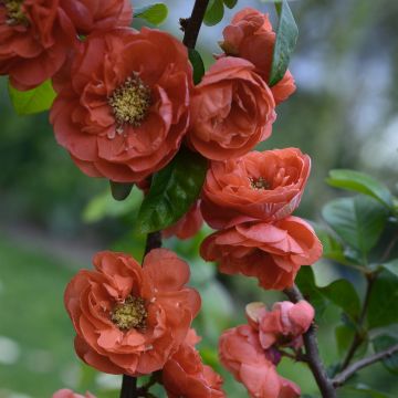 Chaenomeles speciosa Mango Storm - Chinese sierkwee