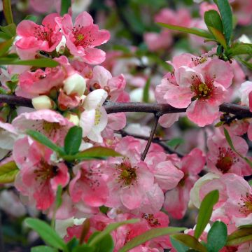 Chaenomeles speciosa Toyo-Nishiki - Japanse sierkwee