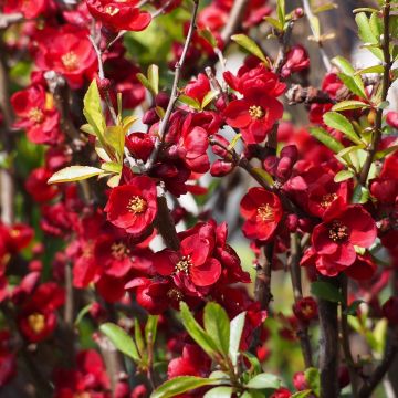 Chaenomeles superba Etna - Chinese sierkwee