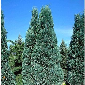 Chamaecyparis lawsoniana Alumii - Californische cipres