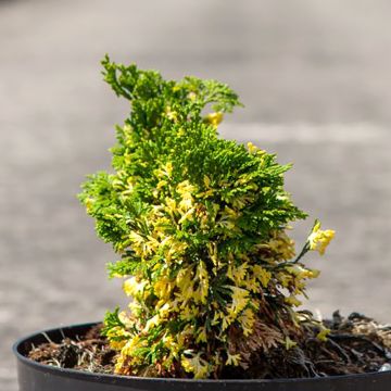 Chamaecyparis obtusa Baldwin Variegated - Hinoki cipres