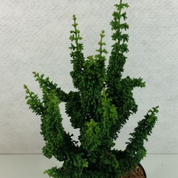 Chamaecyparis obtusa Chirimen - Hinoki cipres