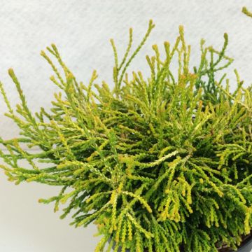 Chamaecyparis obtusa Gitte - Hinoki cipres