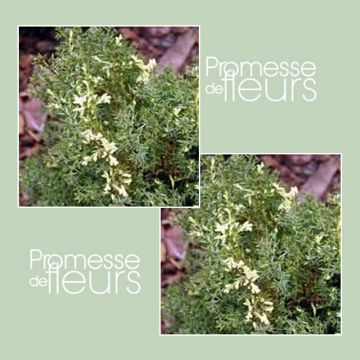 Chamaecyparis obtusa Snowflake - Hinoki cipres