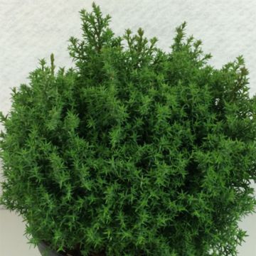 Chamaecyparis obtusa Wissel - Hinoki cipres