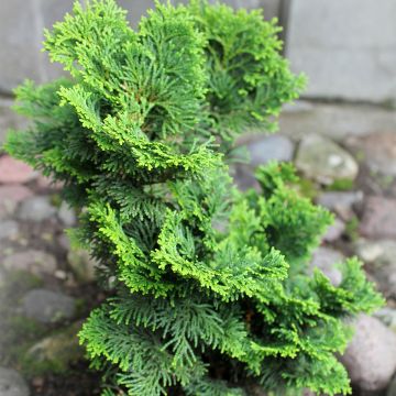 Chamaecyparis obtusa Contorta - Hinoki cipres