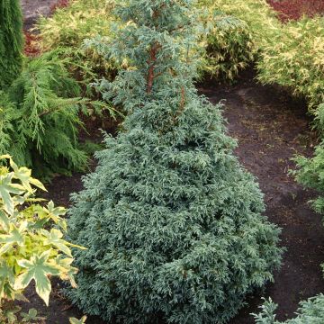 Chamaecyparis pisifera Baby Blue - Schijncipres