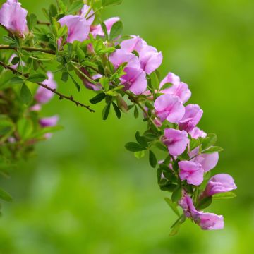Chamaecytisus purpureus - Purperen brem