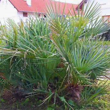 Chamaerops humilis var. cerifera - Europese dwergpalm
