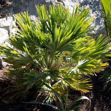 Chamaerops humilis Vulcano - Europese dwergpalm