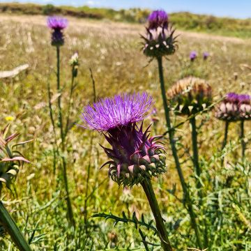 Onopordum nervosum - Wegdistel