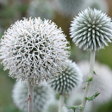 Kogeldistel Star Frost - Echinops bannaticus