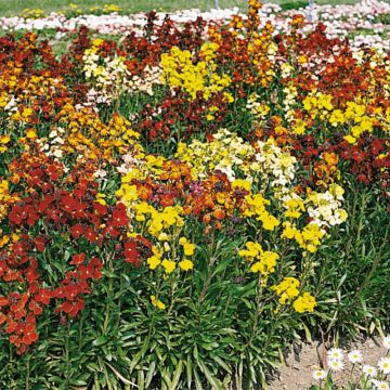 Erysimum cheiri Bedder Mix (plugplanten) – Muurbloem