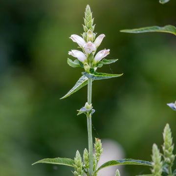 Chelone glabra - Schildpadbloem