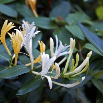 Lonicera japonica Dart's Acumen - Japanse kamperfoelie