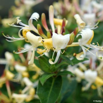 Lonicera Blond & Beyond - Kamperfoelie
