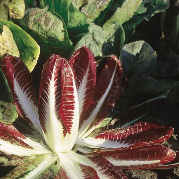 Roodlof Rossa Di Treviso 2 BIO