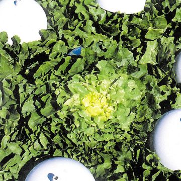 Andijvie Breedblad Grosse Bouclée 2 ras Osiris