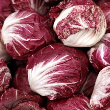 Roodlof Palla Rossa - Vilmorin