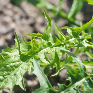 Bladcichorei Gigante di Chioggia BIO - Ferme de Sainte Marthe