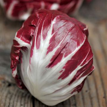 Radicchio Palla Rossa 3 BIO - Ferme de Sainte Marthe