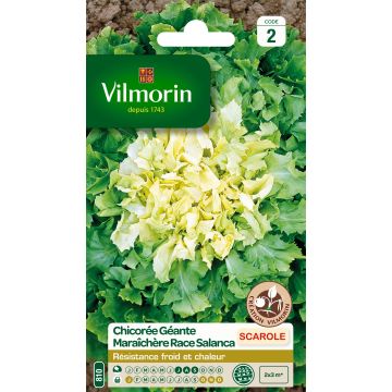 Andijvie Géante Maraîchère ras Salanca - Vilmorin