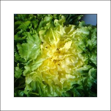Andijvie Breedblad Grosse Bouclée Bovary (jonge planten)