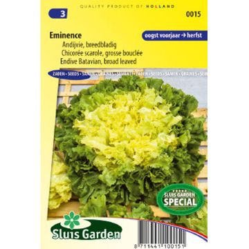 Breedbladige andijvie Breedblad Grosse Bouclée Eminence