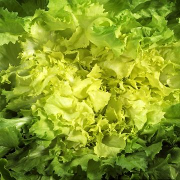 Andijvie Géante Maraîchère BIO